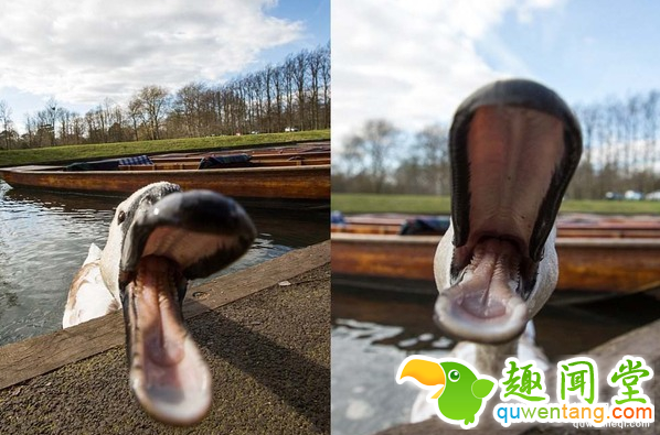 脾气最坏的天鹅，恐吓追咬游客，家族三代均为剑桥“河霸”