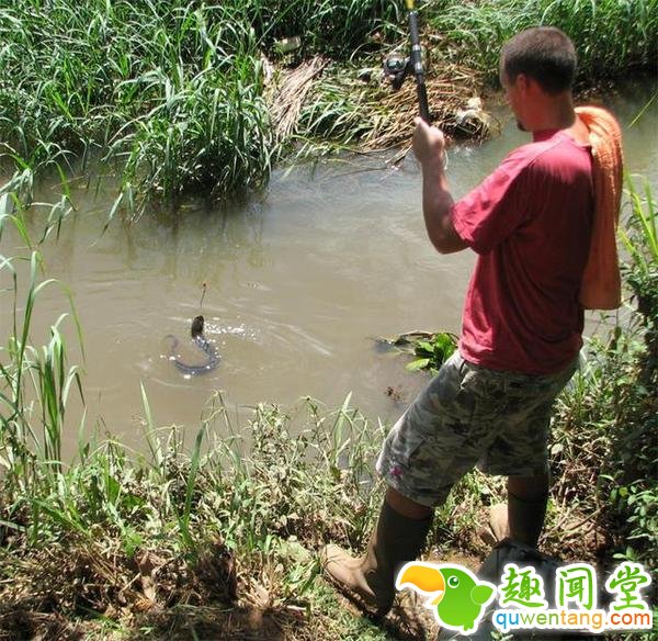 男子野外水沟钓到黑鱼，回家老婆却吓得大叫！