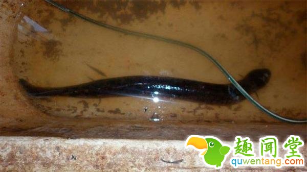 男子野外水沟钓到黑鱼，回家老婆却吓得大叫！