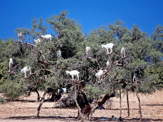 “山羊果子”树 满树挂羊好不欢快