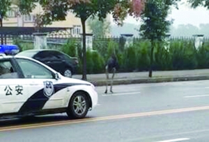 一鸵鸟一大早“逛街” 交警追了一小时