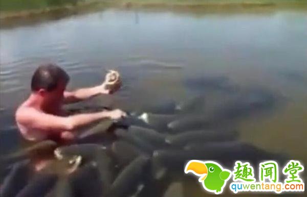 男子想边游泳边吃薯条，结果被鲤鱼围困！