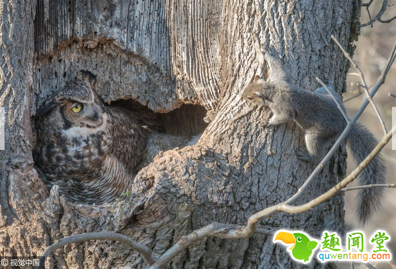 松鼠树上横冲直撞遇猫头鹰 四目相对结局会怎样？