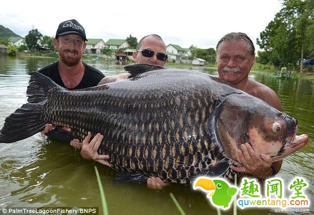 3个人才能抱得起??！目前抓到的世界最大鲤鱼重达201斤