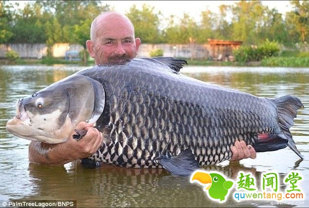 3个人才能抱得起?。∧壳白サ降氖澜缱畲罄鹩阒卮?01斤