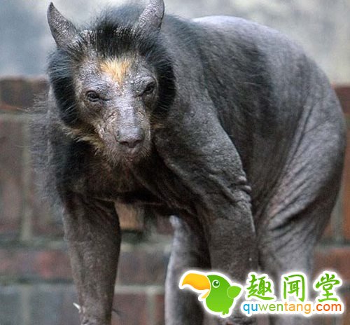 如果你的宠物突然没有了毛,感觉会是怎样？