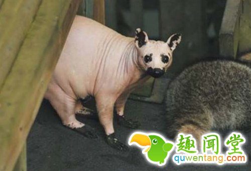 如果你的宠物突然没有了毛,感觉会是怎样？