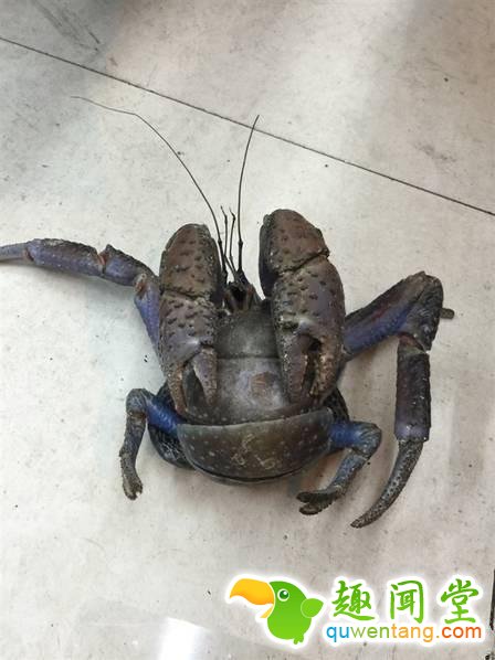 楼上跳下一只大怪物，众人纷纷不解但庆幸没有烤了吃