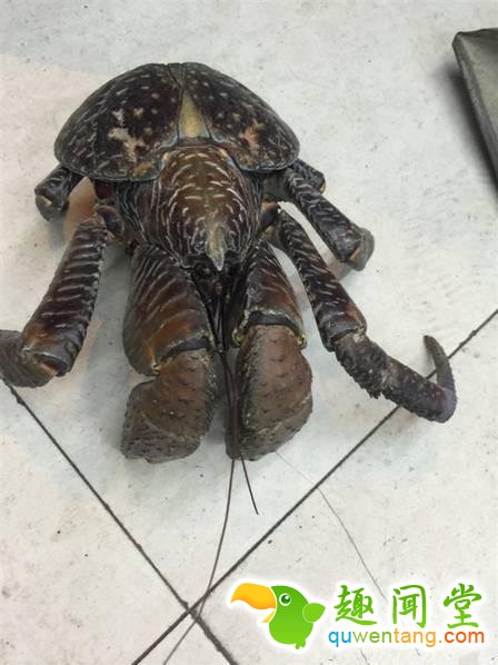 楼上跳下一只大怪物，众人纷纷不解但庆幸没有烤了吃