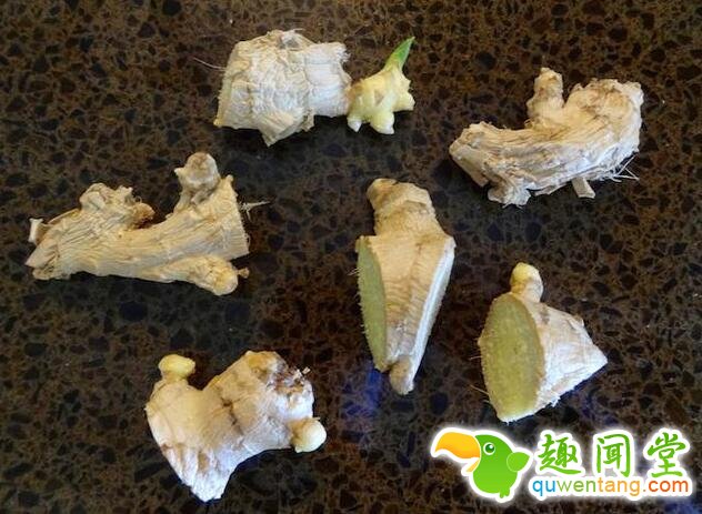 盆栽生姜，不仅易种，而且还美观！