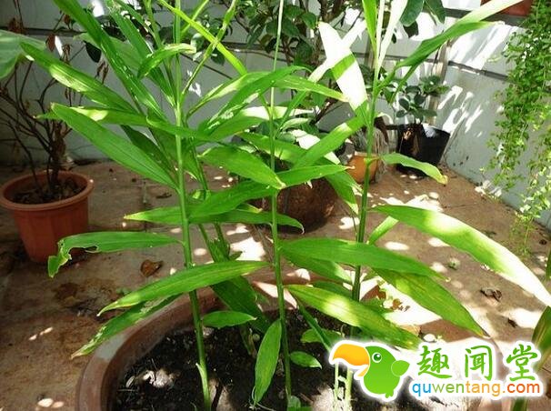 盆栽生姜，不仅易种，而且还美观！
