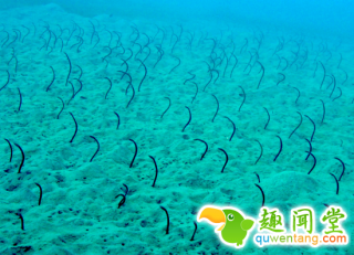 游客潜水时找到“海底蛇窝”，奇特景观引