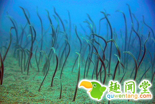 游客潜水时找到“海底蛇窝”，奇特景观引人好奇