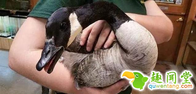 火灾中母鹅一动不动 原因让人心疼不已！