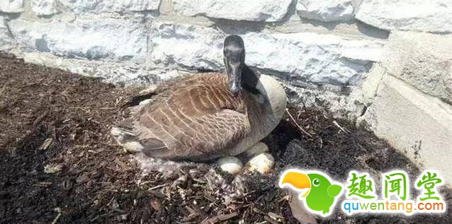 火灾中母鹅一动不动 原因让人心疼不已！