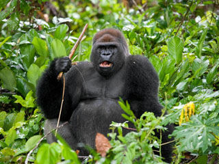 大猩猩不满被拍照 怒瞪摄影师挥棍恐吓