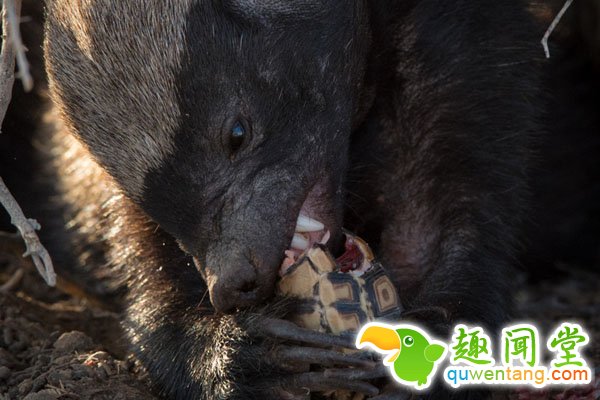 壳硬乌龟遭蜜獾捕食 瞬间被咬碎