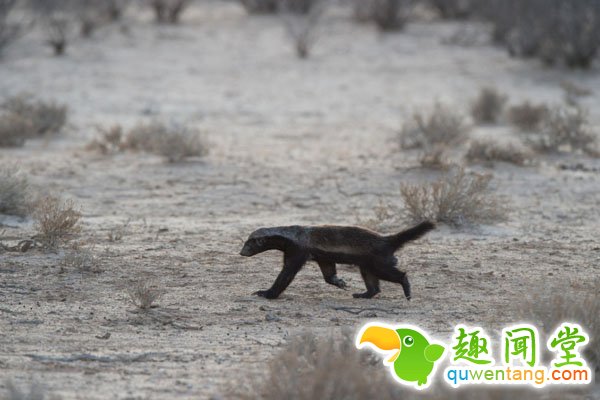 壳硬乌龟遭蜜獾捕食 瞬间被咬碎