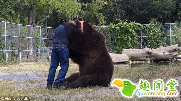 真正的熊抱！与巨型棕熊亲密无间