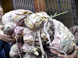 农民种出巨无霸红薯 重达75斤