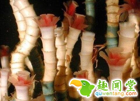 世界上寿命超长的五种动物，最后一个无敌了!