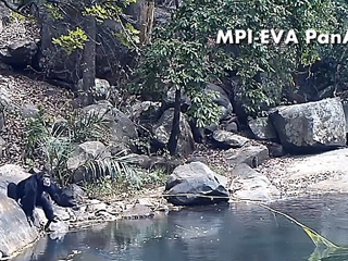 黑猩猩用树枝做“钓竿”采食水藻惊呆我们