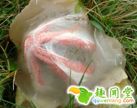 野外发现一些奇怪的蛋，样子吓得人直冒冷汗