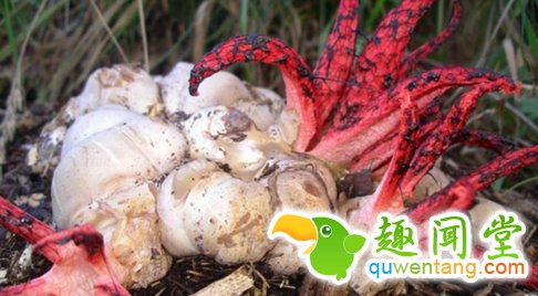 野外发现一些奇怪的蛋，样子吓得人直冒冷汗