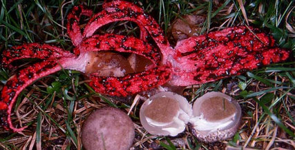 野外发现一些奇怪的蛋，样子吓得人直冒冷汗