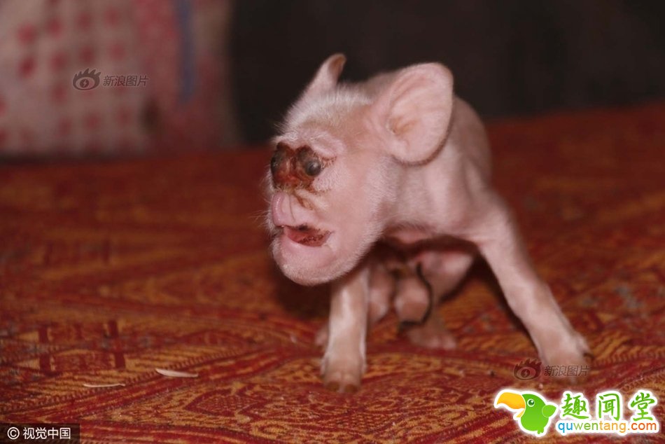 母猪生下“猴崽” 猪身猴脸好不奇怪