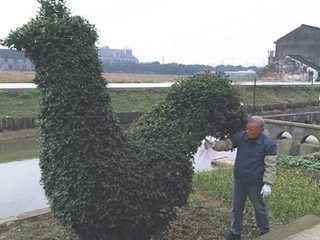 老人花40年养出“巨鸡” 10万都不卖