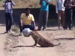 喝水把头卡在罐子里，豹子窜游客前求救