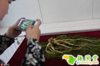 全球最大百年参王出土 600克市价超900万元