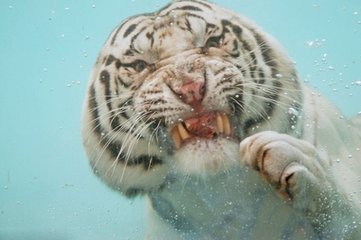 地球最强人类徒手战猛兽：99.999%败！