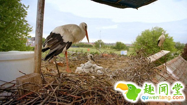 　 　 据英国《每日邮报》4月6日报道，克罗地亚一对白鹳夫妇的爱情故事在当地广为流传。14年来，公白鹳科雷派坦（Klepetan）每年准时从非洲飞回克罗地亚与母白鹳马莱娜（Malena）团聚。