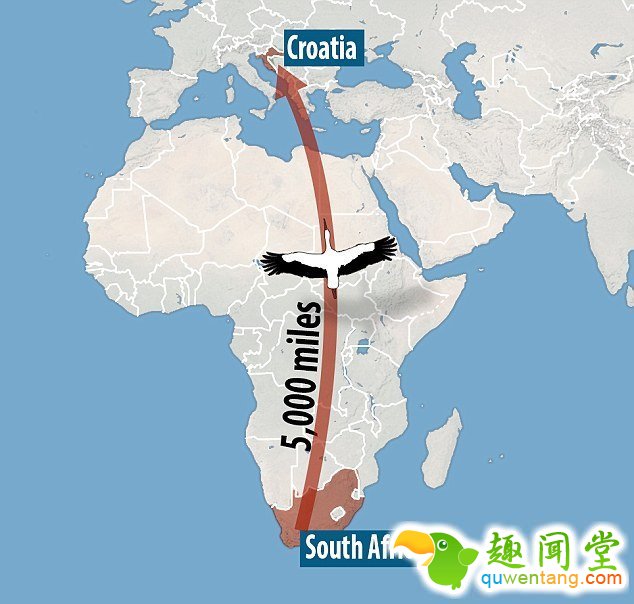 　 　 据英国《每日邮报》4月6日报道，克罗地亚一对白鹳夫妇的爱情故事在当地广为流传。14年来，公白鹳科雷派坦（Klepetan）每年准时从非洲飞回克罗地亚与母白鹳马莱娜（Malena）团聚。