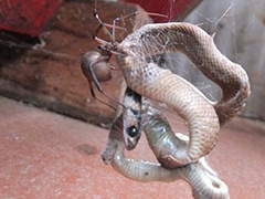 剧毒蜘蛛大战眼镜蛇 毒蛇不敌小蜘蛛