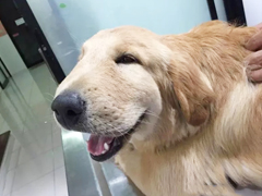 那些年被蜜蜂蛰过的汪星人，我不想笑但真