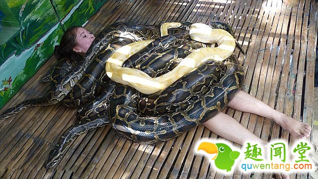 　 　 劳累之后，没有什么比享受一次深度肌肉按摩更让人放松的了。但是，如果提供按摩服务的是四条粗大的缅甸蟒，你还敢体验么？