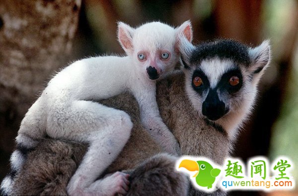 　　据英国《每日邮报》2月28日报道，在一些国家，人们认为纯白色生物是一种吉祥的象征，这些生物大部分都是因为基因突变导致白化变种。对于色彩斑斓的动物王国，白色却成为最出众的颜色。而这样的颜色对于动物来说并不幸运，使其更易成为捕食者的目标。