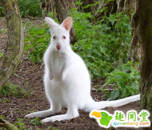 　　据英国《每日邮报》2月28日报道，在一些国家，人们认为纯白色生物是一种吉祥的象征，这些生物大部分都是因为基因突变导致白化变种。对于色彩斑斓的动物王国，白色却成为最出众的颜色。而这样的颜色对于动物来说并不幸运，使其更易成为捕食者的目标。