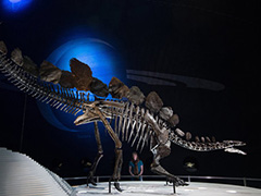 科学家发现比恐龙更早的食肉动物化石 盘