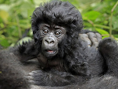 山地黑猩猩baby拍“写真”，萌萌哒小“野