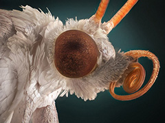 小昆虫大世界 摄影师微距拍昆虫形如“巨