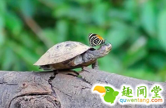 松鼠爱擦“蛇香水”？10个你会惊讶的动物怪事