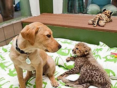 动物之间令人难以置信的友爱故事：黑猩猩