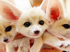 萌翻众人的野生动物 哪个最让你动心