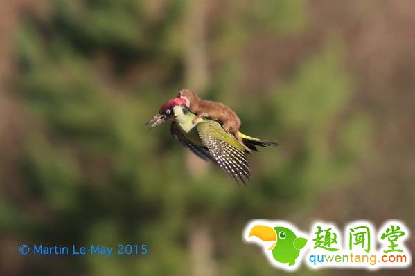 2015，连动物也要叫上“专车”啦！