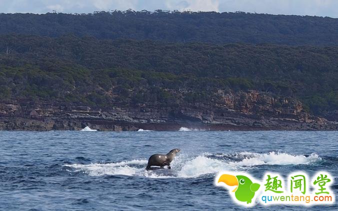 2015，连动物也要叫上“专车”啦！
