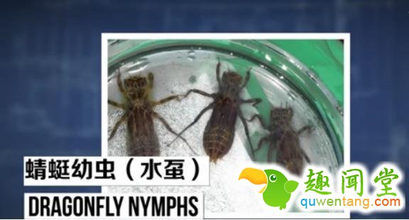 无奇不有！盘点地球上用屁股呼吸的三种奇特生物！